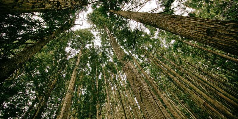 托斯蒂软件:定制化IT解决方案如何驱动企业数字化转型